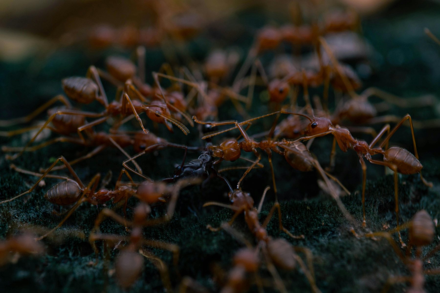 Close-up of red imported fire ants